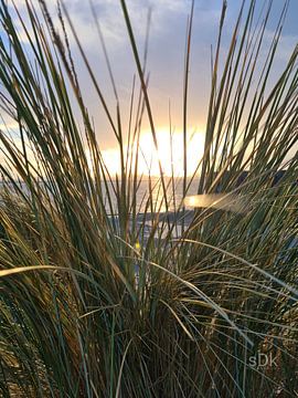 Duingras bij zonsondergang van Beachlines and colors SdK