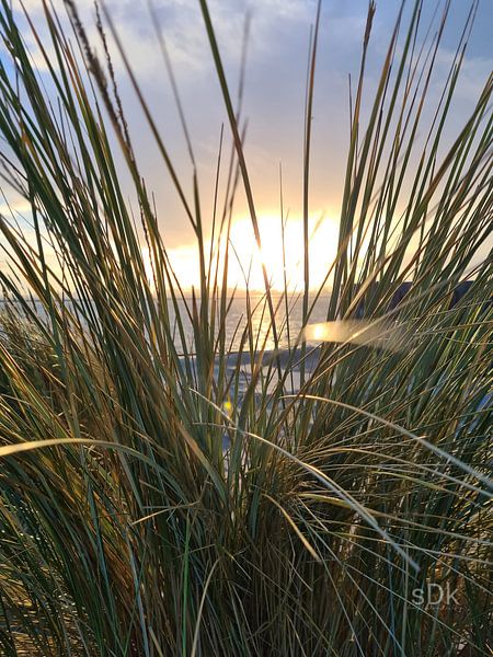Dünengras bei Sonnenuntergang von Beachlines and colors SdK