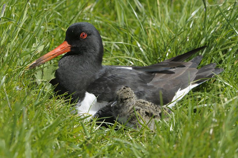 Oystercatcher par Paul van Gaalen, natuurfotograaf