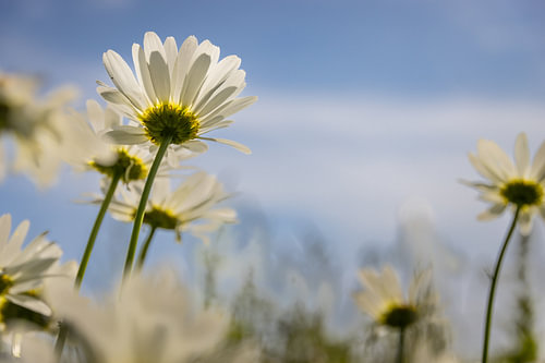 Margriet
