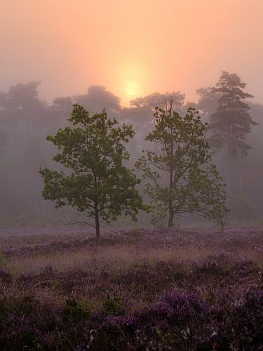 Under the veil of dreams by Tvurk Photography
