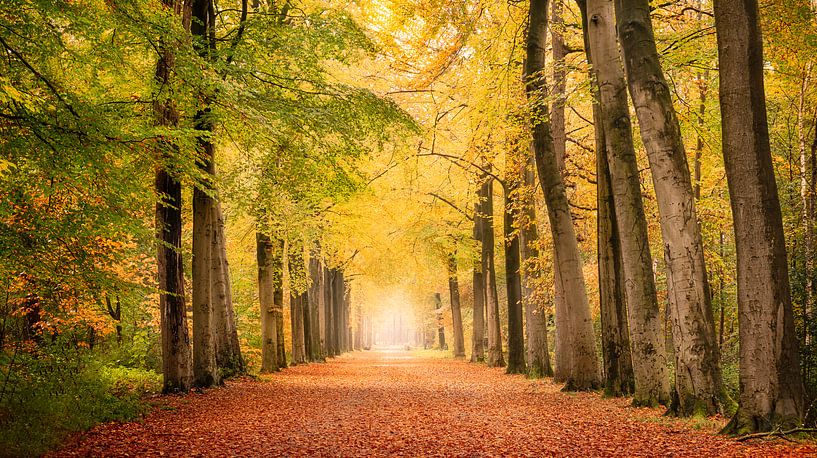 Dreamy autumn forest by natascha verbij