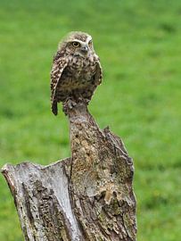 Kanincheneule oder Kaninchenkauz von Loek Lobel