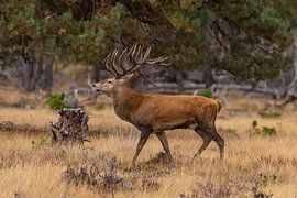 Red deer on the Hoge Veluwe, Netherlands