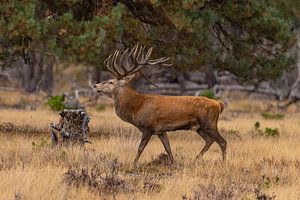 Rotwild auf der Hoge Veluwe, Niederlande
