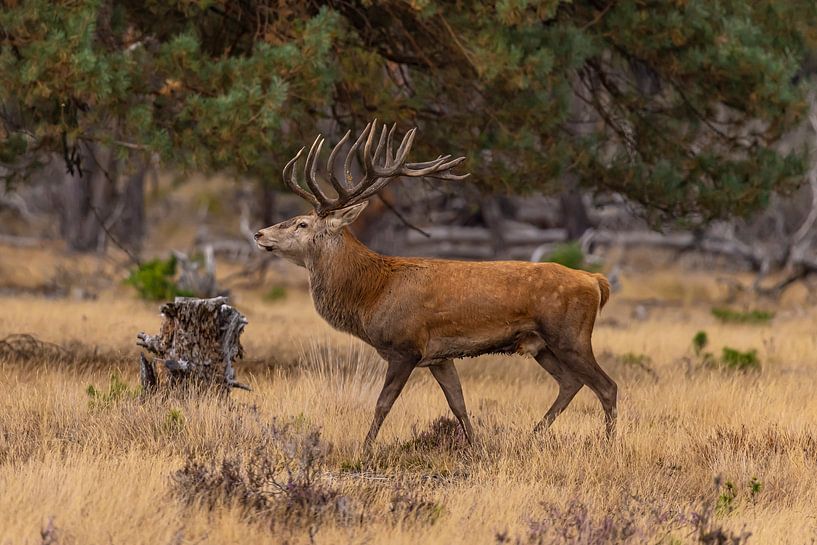 Red deer on the Hoge Veluwe, Netherlands by Gert Hilbink
