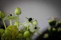 A peaceful bouquet