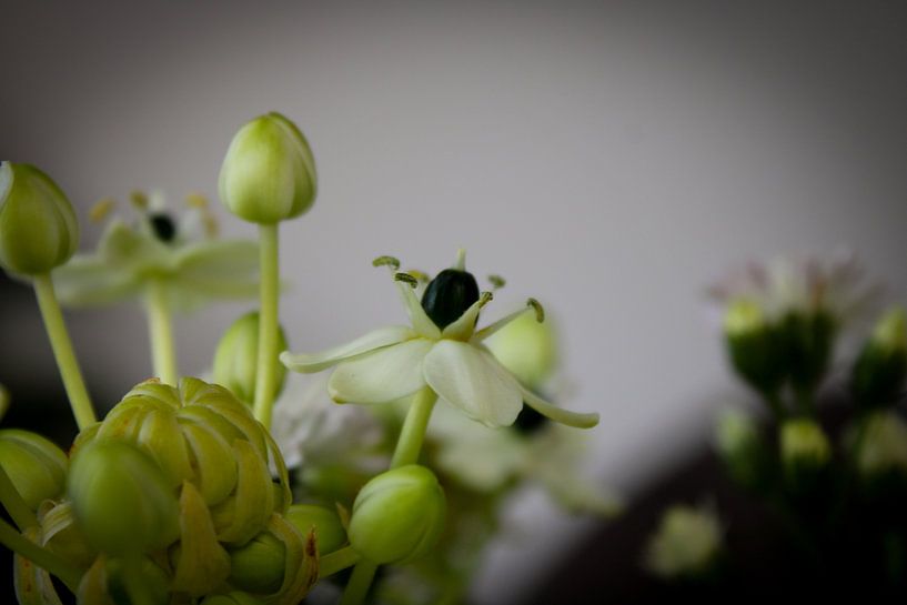Ein friedlicher Blumenstrauß von uNiek! Media - Design & Fotografie