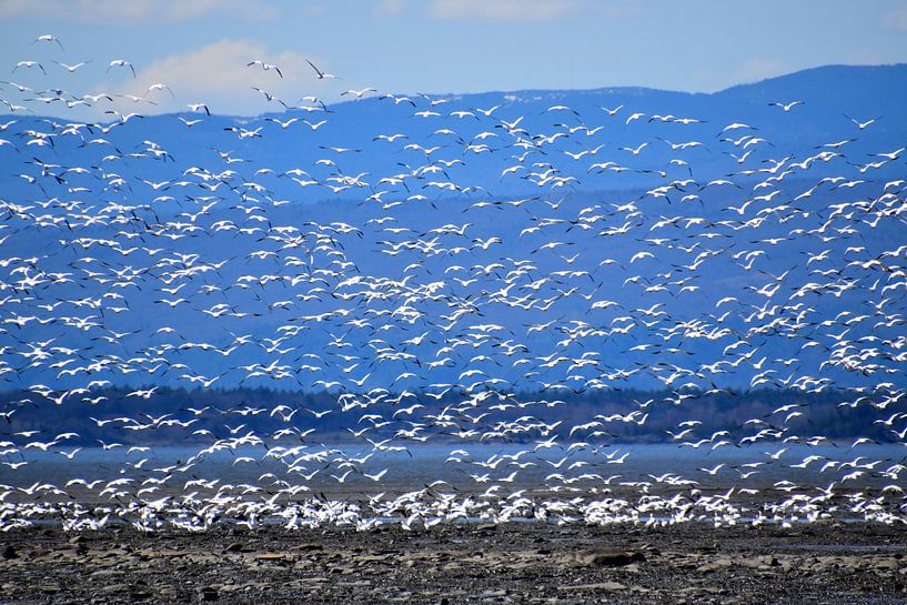 Snow geese on the river in spring by Claude Laprise