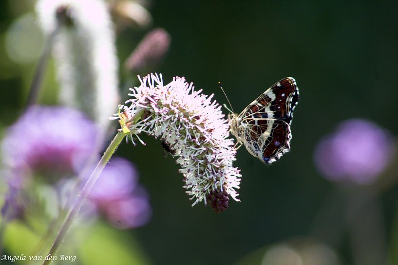 Butterfly by Angela van den Berg
