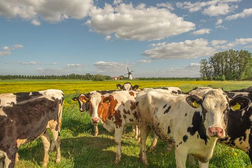 Koeien Holstein Friesian en molen De Marsch in Lienden