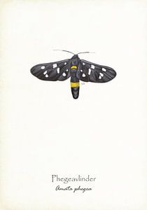 Phegea-Falterfisch