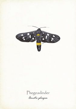 Papillon Phegea sur Jasper de Ruiter