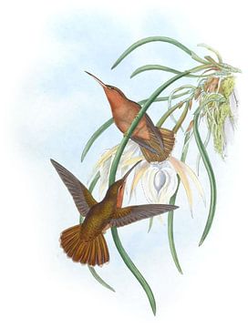 Spix's Saw-Bill, John Gould van Hummingbirds