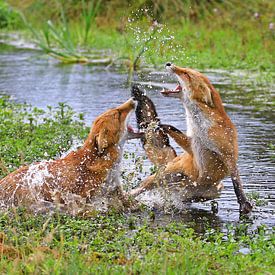 Les renards au combat sur Michel de Beer