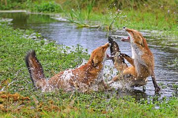 Foxes in battle by Michel de Beer