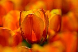 tulp 02 by Elma van Putten