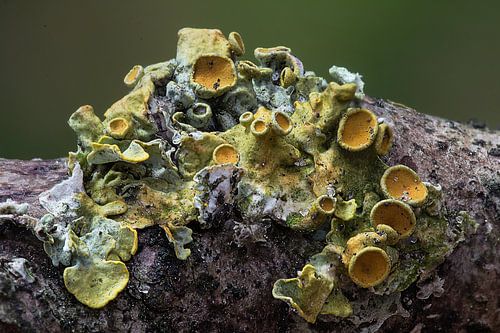 Mos, geel korstmos IV