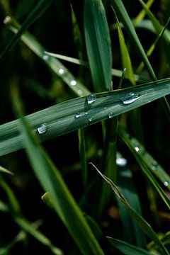 Dewdrops on reed