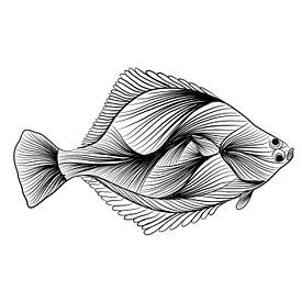 Poster Flatfish - dessin au trait - noir et blanc - poisson - illustration sur Studio Tosca