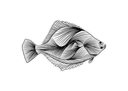 Poster Platvis - lijntekening - zwart wit - vis - illustratie