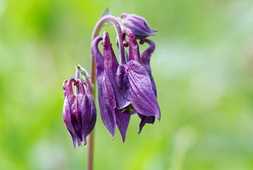 Columbine van Rolf Pötsch