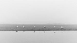 Zeemeeuwen in de mist