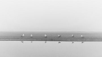Zeemeeuwen in de mist van Yanuschka Fotografie | Noordwijk
