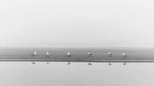 Zeemeeuwen in de mist