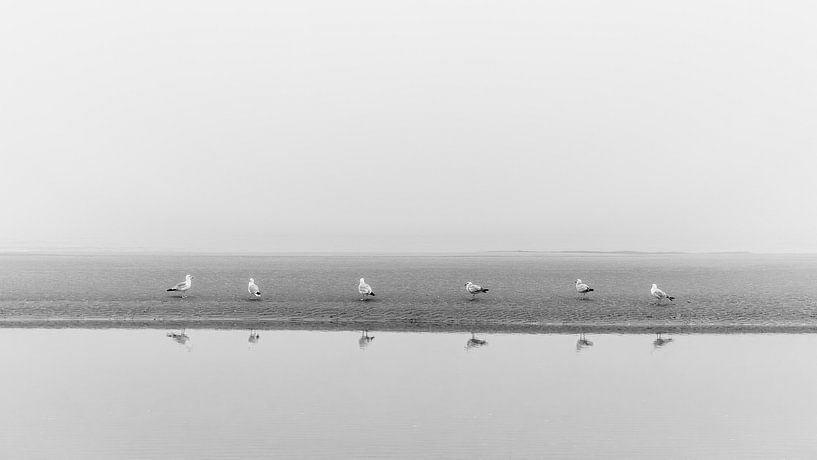 Seagulls in the fog by Yanuschka | Fotografie Noordwijk