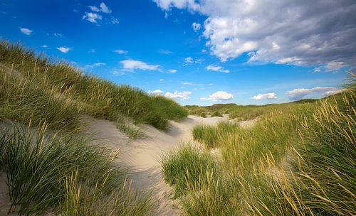 Dune