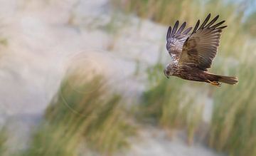 Bruine Kiekendief van Anton Kloof