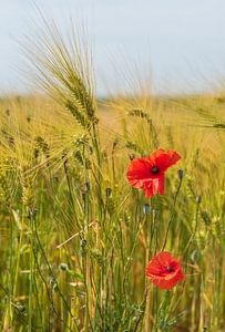 Mohnblumen