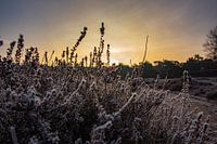 Zonsopkomst Wekeromse Zand met vorst