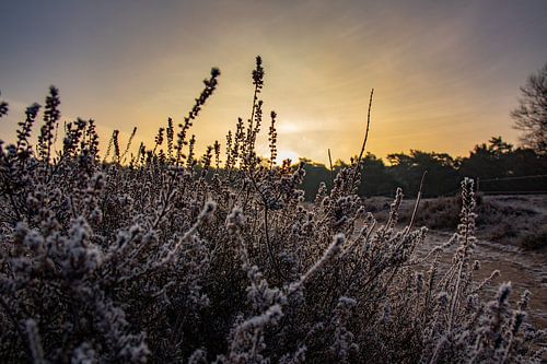 Zonsopkomst Wekeromse Zand met vorst
