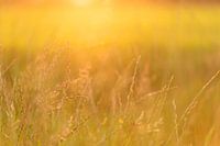 So golden wie Gras