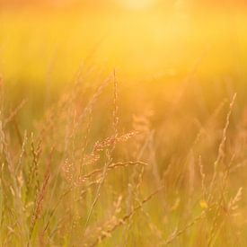 Zo goud als gras | golden hour | Nederland van Mariska Scholtens