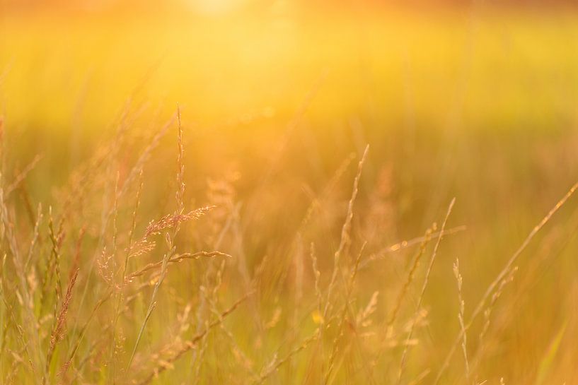 Aussi dorée que l'herbe par Mariska Scholtens