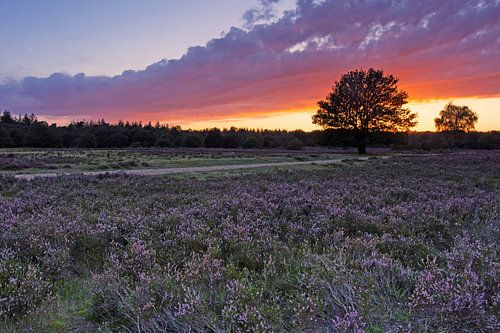 bruyère fleurie au coucher du soleil