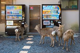 Deer and Vending Machines - Nara Japan by Matthias Hauser