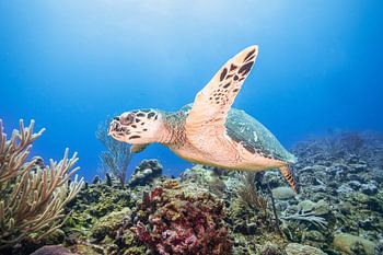 Sea turtle on the reef