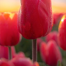 Tulpe in der Morgensonne von Jarno Hilge
