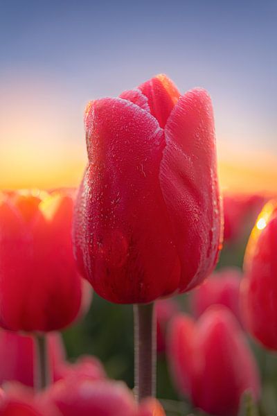 Tulip in the morning sun by Jarno Hilge