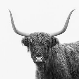 Schotse hooglander in de mist in Nederland van Joyce van Galen