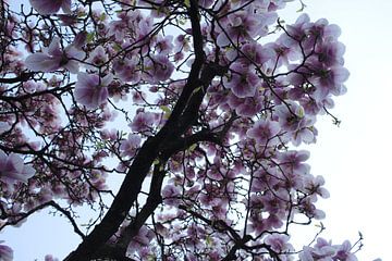 Magnolienblüte im Detail im Frühling in Würzburg
