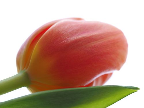 Hollandse tulp