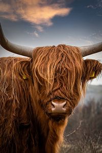 Schottischer Highlander Porträt