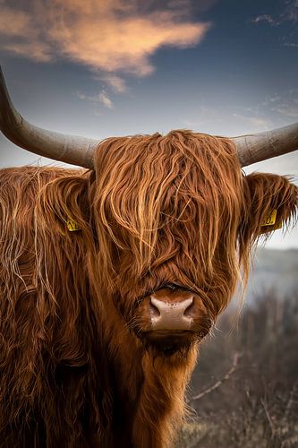 Scottish Highlander portrait