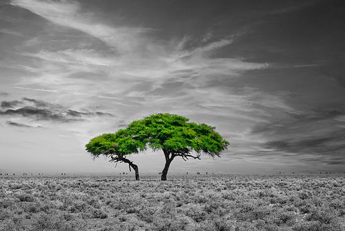 Green Tree in the Steppe Colorkey