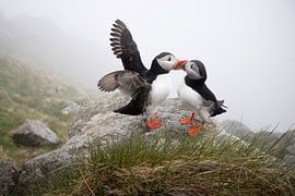 Kissing puffins